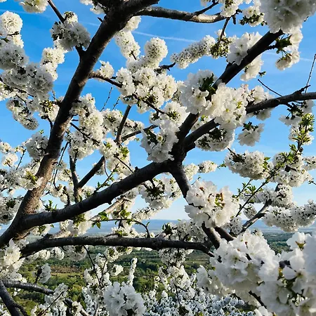 La Abuela Obdulia Сasa de vacaciones